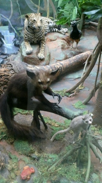 Дарвиновский музей