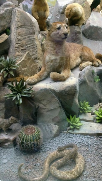 Дарвиновский музей