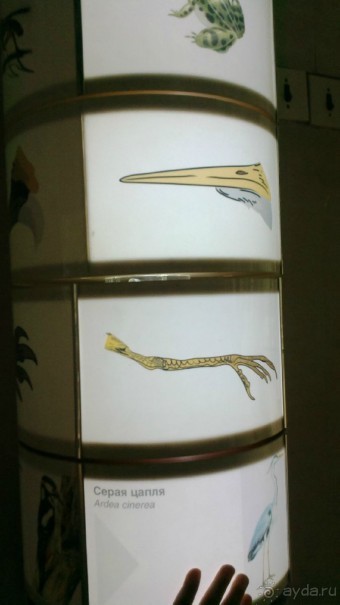 Дарвиновский музей