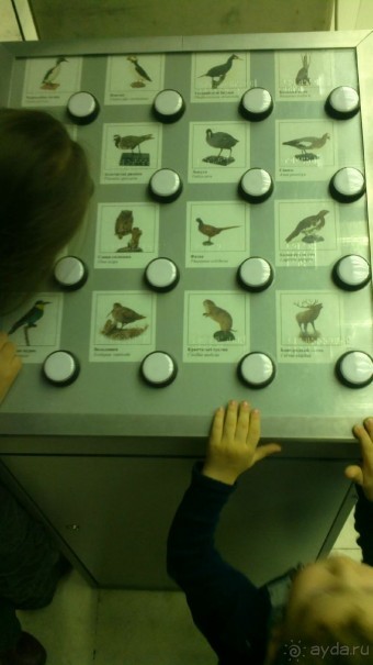 Дарвиновский музей