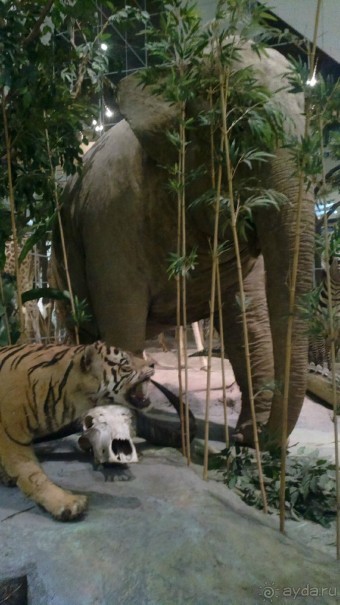 Дарвиновский музей