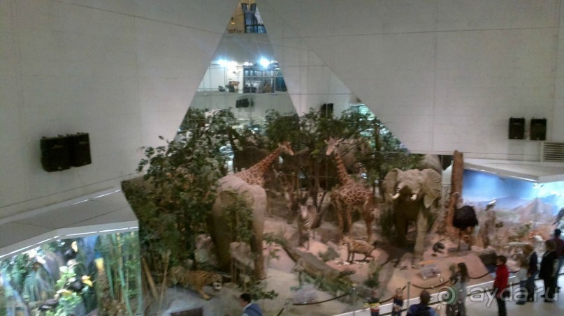 Дарвиновский музей