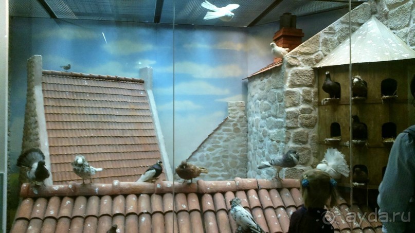 Дарвиновский музей