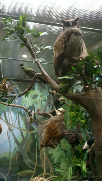 Дарвиновский музей