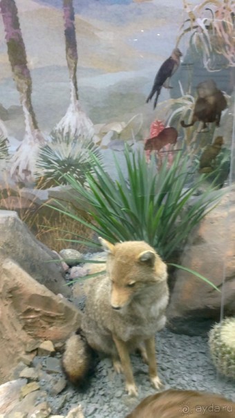 Дарвиновский музей