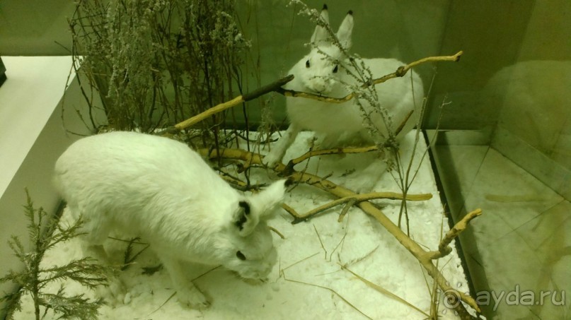 Дарвиновский музей