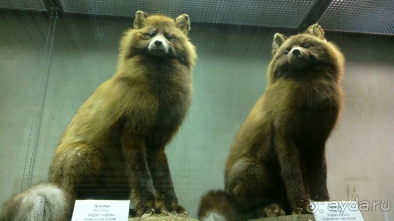 Дарвиновский музей