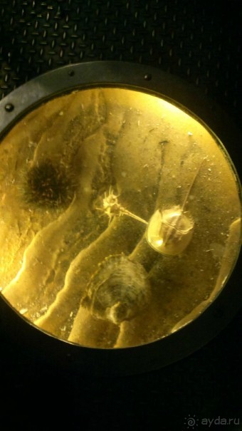 Дарвиновский музей