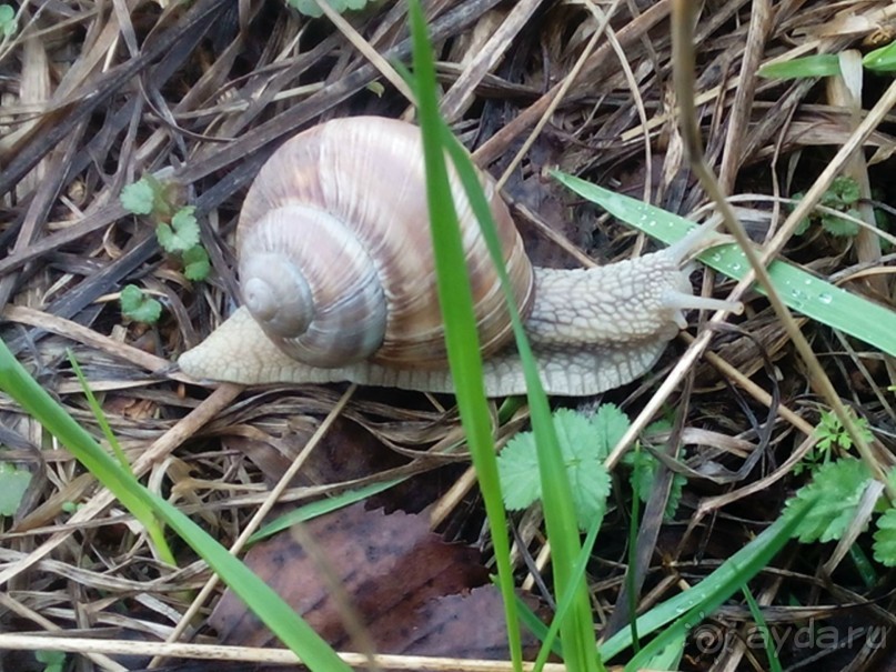 Можайск - Верея -Дуброво - Вышегород