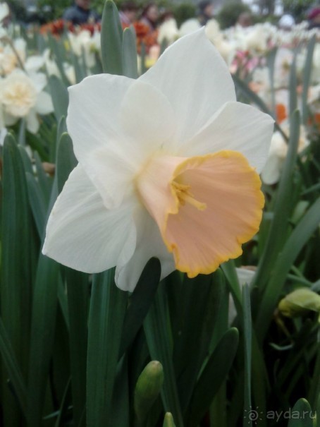 Репетиция весны в Аптекарском огороде