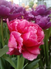 Репетиция весны в Аптекарском огороде