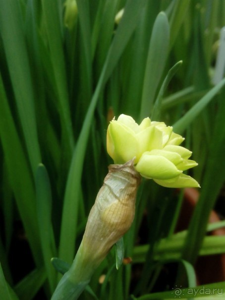 Репетиция весны в Аптекарском огороде