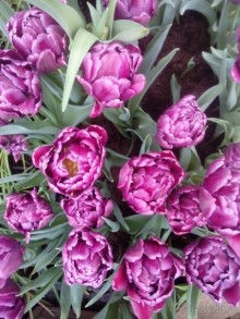 Репетиция весны в Аптекарском огороде