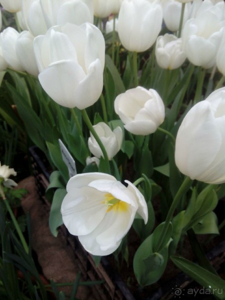 Репетиция весны в Аптекарском огороде