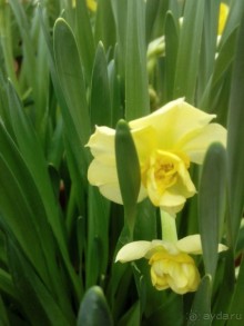 Репетиция весны в Аптекарском огороде