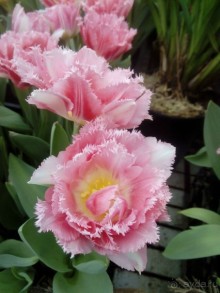 Репетиция весны в Аптекарском огороде