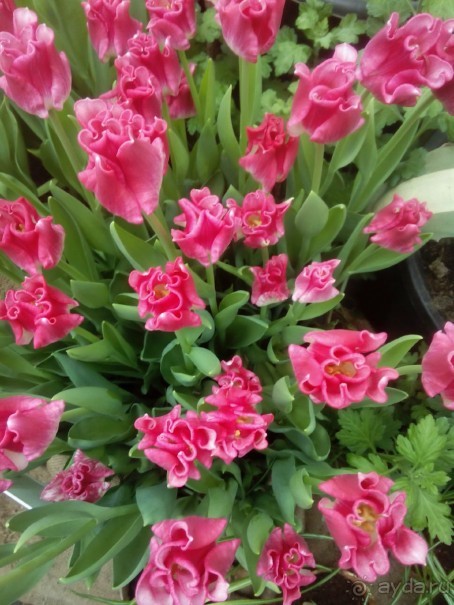 Репетиция весны в Аптекарском огороде