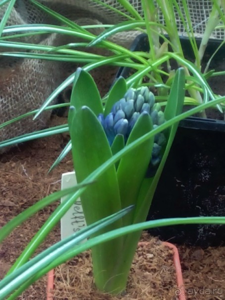 Репетиция весны в Аптекарском огороде