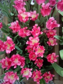 Репетиция весны в Аптекарском огороде