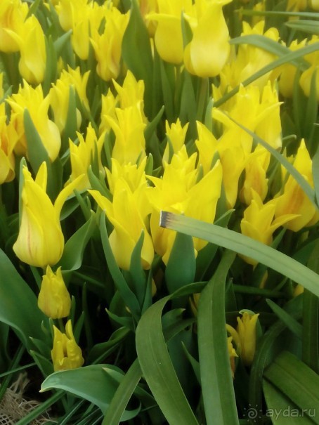 Репетиция весны в Аптекарском огороде