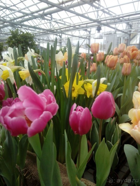 Репетиция весны в Аптекарском огороде