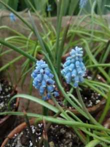 Репетиция весны в Аптекарском огороде