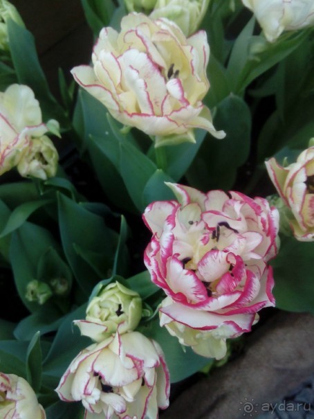 Репетиция весны в Аптекарском огороде