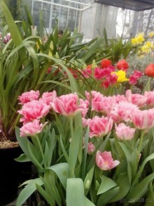 Репетиция весны в Аптекарском огороде