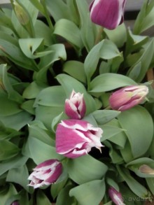 Репетиция весны в Аптекарском огороде