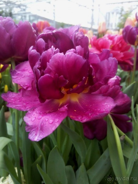 Репетиция весны в Аптекарском огороде