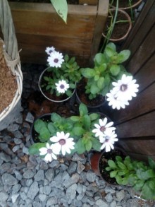 Репетиция весны в Аптекарском огороде