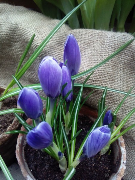 Репетиция весны в Аптекарском огороде