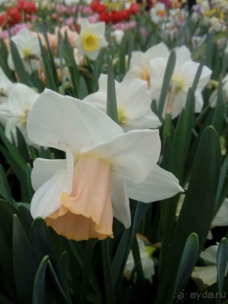 Репетиция весны в Аптекарском огороде