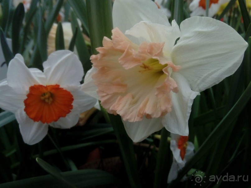 Репетиция весны в Аптекарском огороде