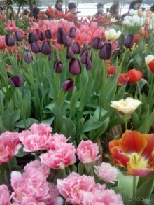 Репетиция весны в Аптекарском огороде