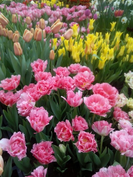 Репетиция весны в Аптекарском огороде