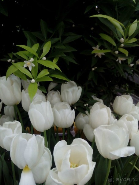 Репетиция весны в Аптекарском огороде