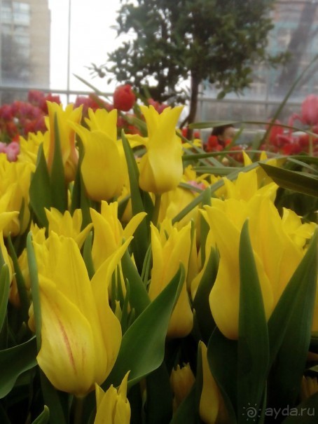 Репетиция весны в Аптекарском огороде