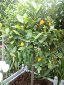 Репетиция весны в Аптекарском огороде