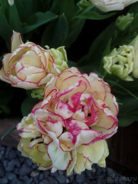 Репетиция весны в Аптекарском огороде