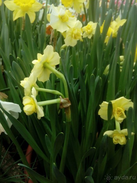 Репетиция весны в Аптекарском огороде