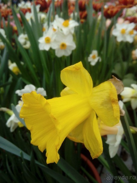 Репетиция весны в Аптекарском огороде