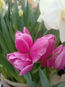 Репетиция весны в Аптекарском огороде