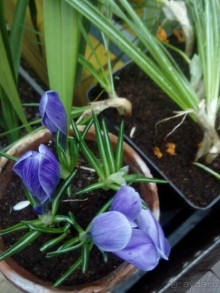 Репетиция весны в Аптекарском огороде