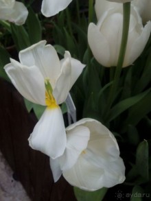 Репетиция весны в Аптекарском огороде