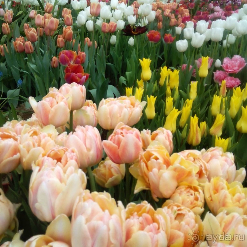 Репетиция весны в Аптекарском огороде