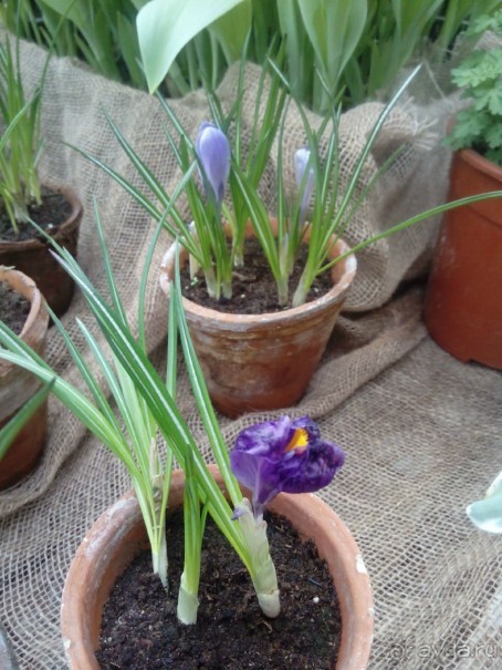 Репетиция весны в Аптекарском огороде