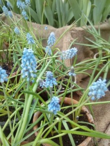 Репетиция весны в Аптекарском огороде