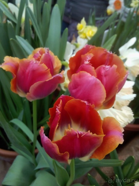 Репетиция весны в Аптекарском огороде