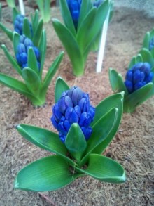 Репетиция весны в Аптекарском огороде